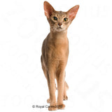 Royal Canin Exigent Fussy Cats - Aromatisches Katzenfutter 